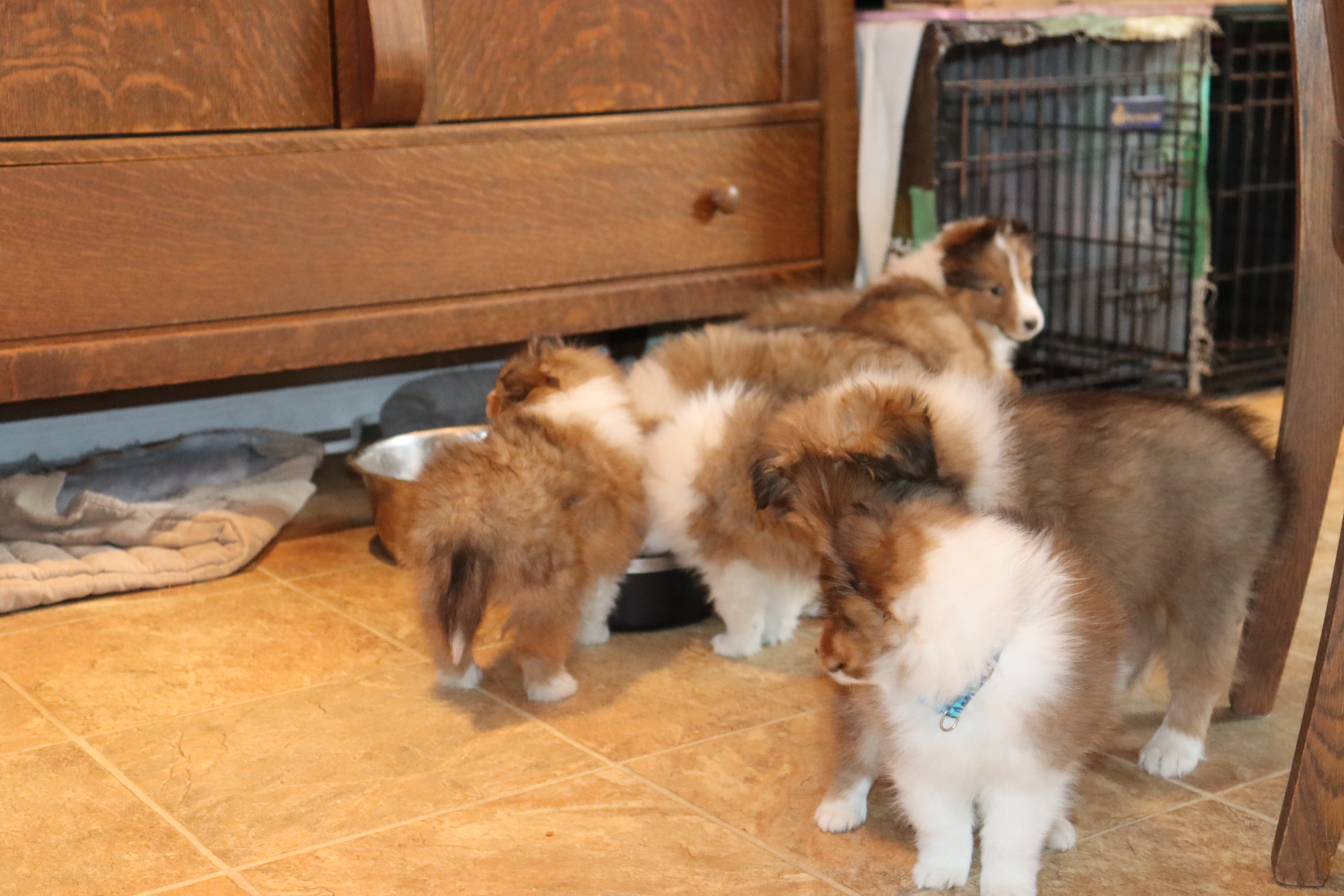 There are no puppies in the whelping pen right now.(spring 2025)  Please inquire about future plans for 2025